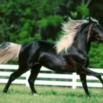 Un caballo árabe negro