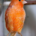 Canario anaranjado