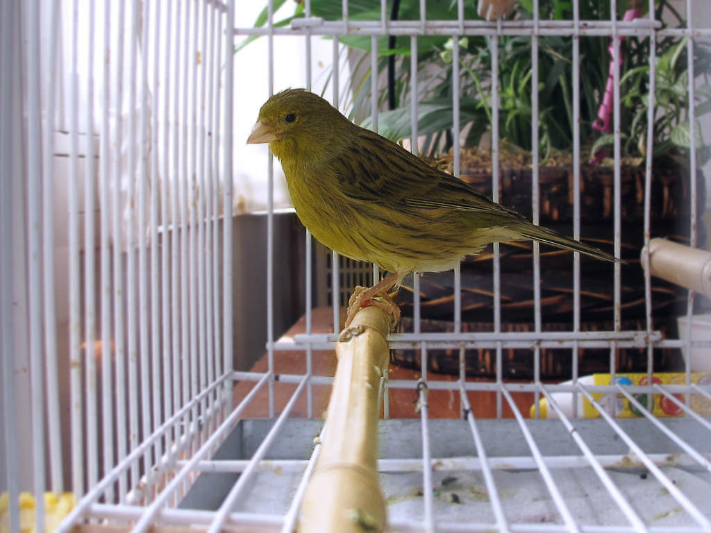 Canario en jaula