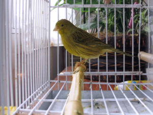 Canario en jaula