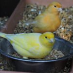 Dos canarios en una jaula con comedero