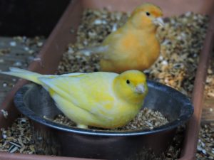 Dos canarios en una jaula con comedero