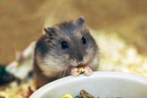 Un hamster comiendo