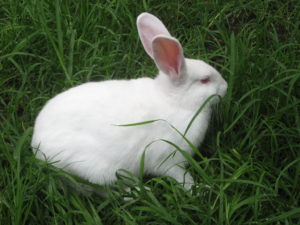 Conejo de color blanco y ojos rojos
