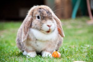 Un conejo comiéndose una zanahoria