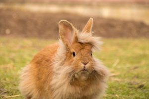 Conejo con pelo