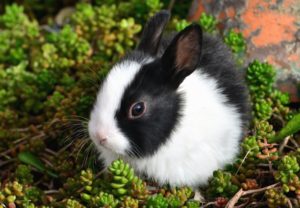 Conejo de tamaño pequeño