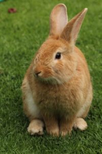 Conejo color canela sentado sobre la hierba