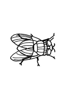 dibujo dedibujo de una mosca para pintar