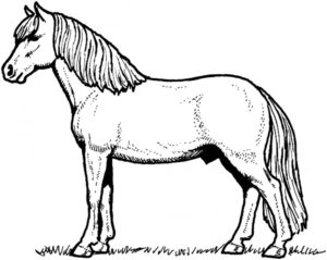 Dibujos de caballo para pintar