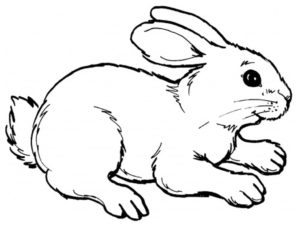 Dibujo de un conejo para pintar