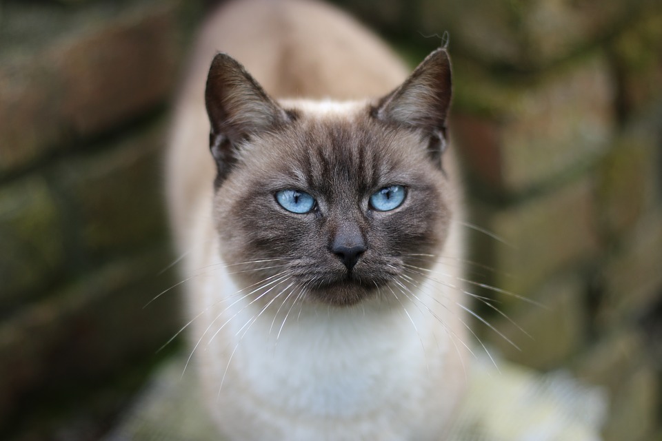 Gato de ojos azules