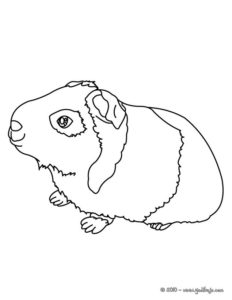 Un hamster para pintar