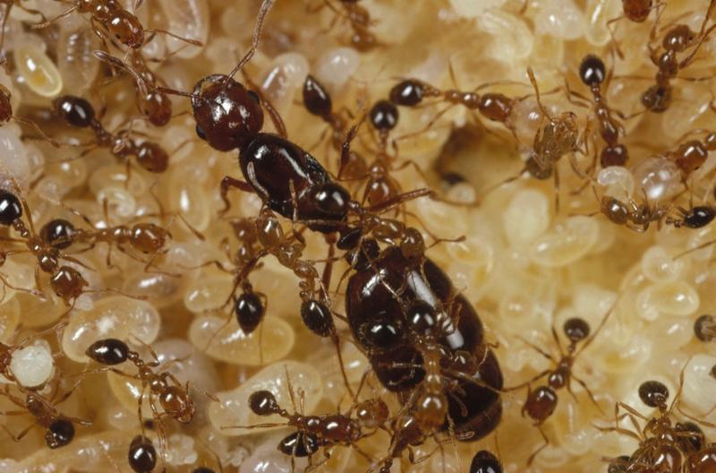 Crías de hormiga