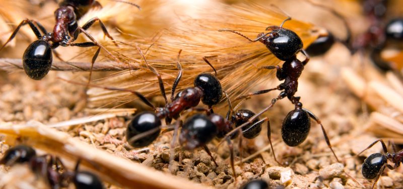 Hormigas trabajando