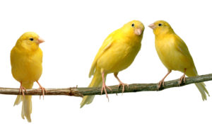 Canarios color amarillento