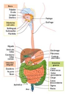 el sistema digestivo y sus partes