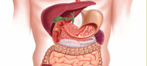 partes del sistema digestivo