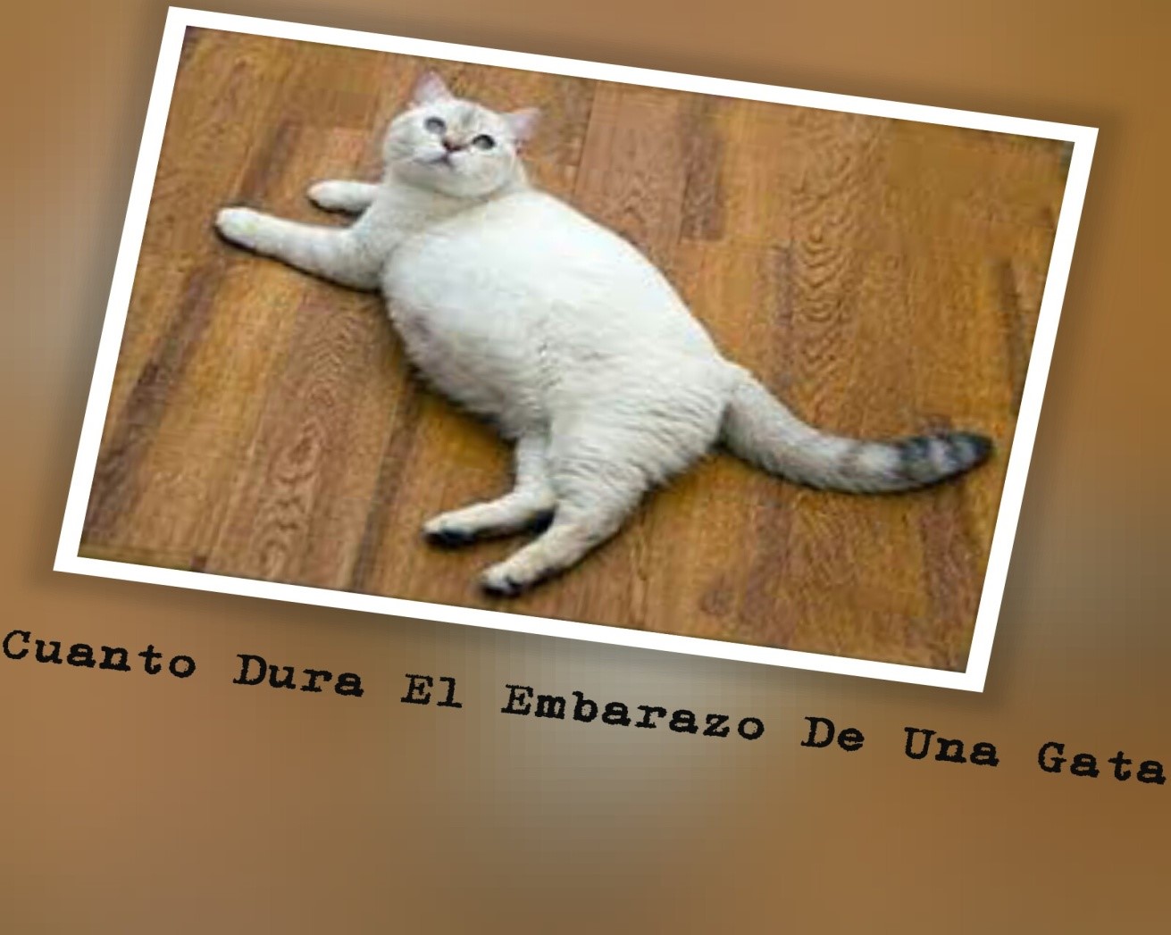 ¿cuánto Dura El Embarazo De Una Gata ¡descubre Cuanto Tiempo