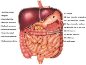 El proceso mecánico y químico de la digestión
