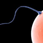 Cuánto dura la ovulación
