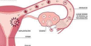 los óvulos se almacenan en el ovario