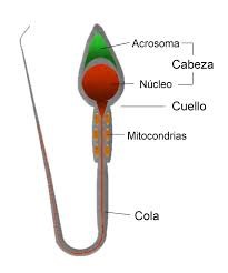 Partes del espermatozoide