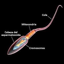 La espermatogénesis