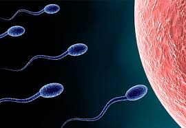 Proceso del espermatozoide