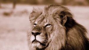 El león africano