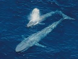 La reproducción de las ballenas