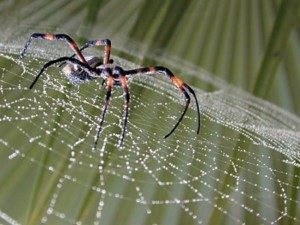 Características de las arañas